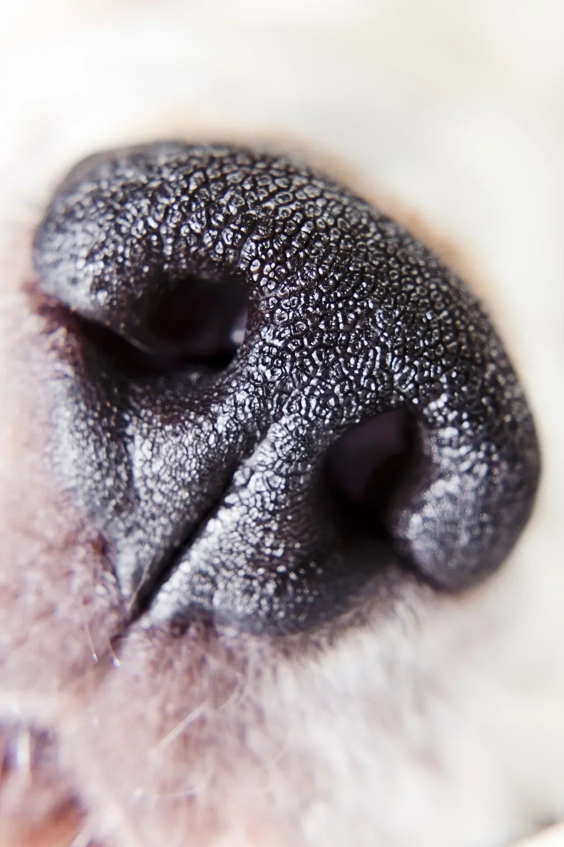 Sony Alpha  10x High Definition 2 Element Close-Up (Macro) Lens (67mm)