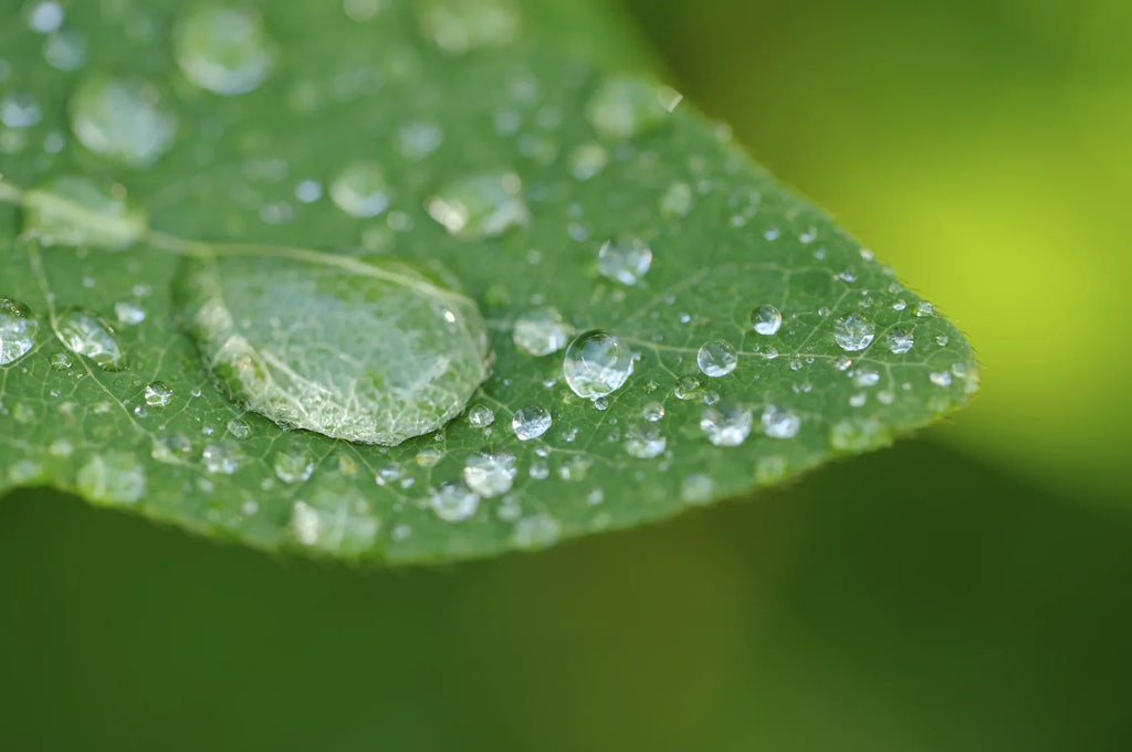 Sony Alpha  10x High Definition 2 Element Close-Up (Macro) Lens (67mm)
